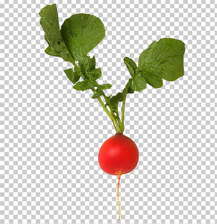 Daikon Plant Vegetable Bolting Pea PNG, Clipart, Beet, Beetroot, Bolting, Bush Tomato, Cherry Free PNG Download