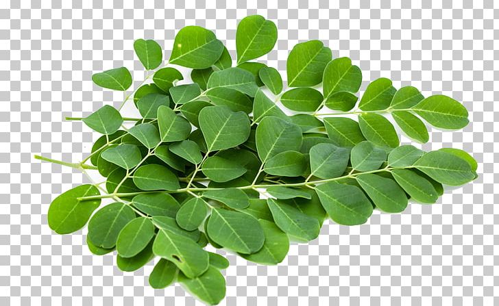 Drumstick Tree Food Nutrition Leaf Dietary Supplement PNG, Clipart, Bagi, Capsule, Cara, Dan, Daun Free PNG Download