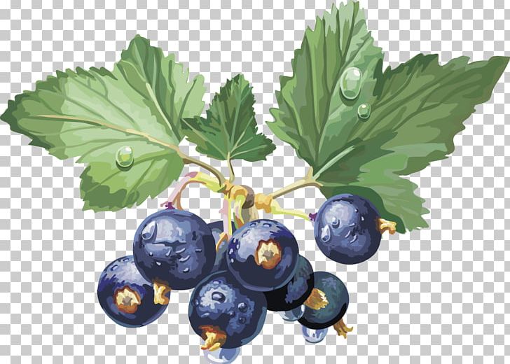 Frutti Di Bosco Gooseberry Blackcurrant Fruit Redcurrant PNG, Clipart, Bilberry, Blackberries, Blueberries, Blueberry Bush, Blueberry Cake Free PNG Download