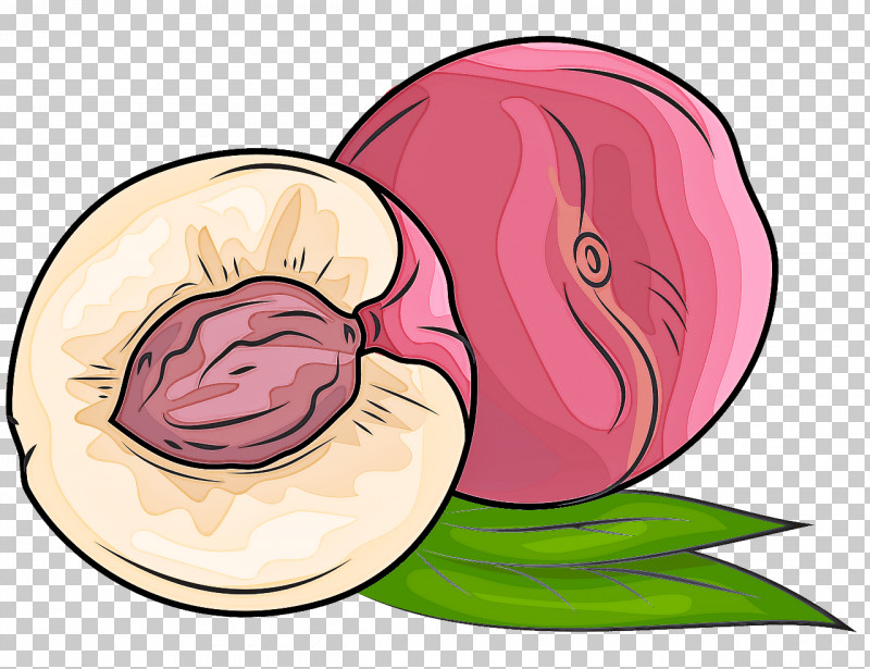 Pink Cheek Plant Vegetable Onion PNG, Clipart, Allium, Cheek, Onion, Pink, Plant Free PNG Download
