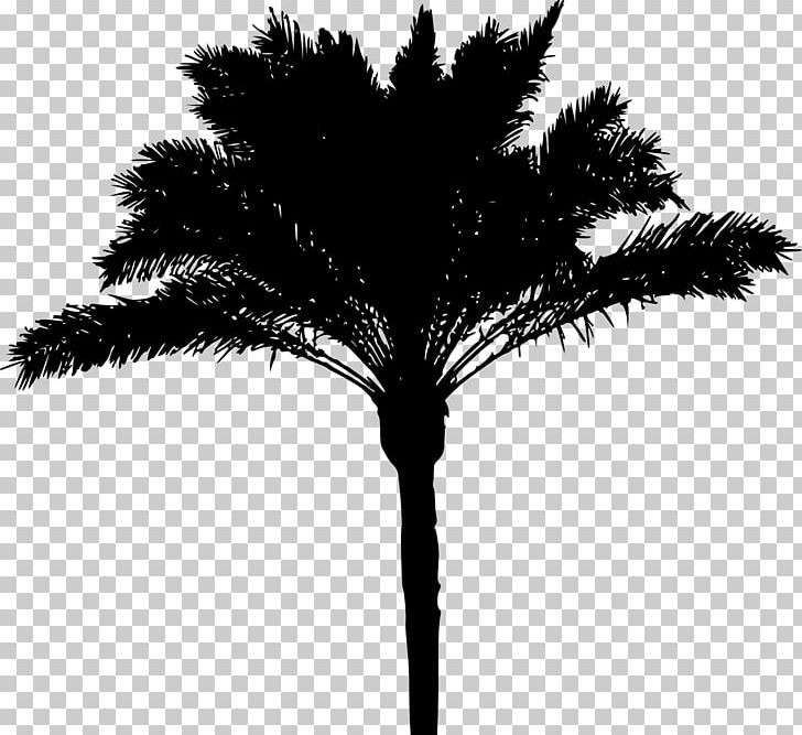Arecaceae Tree Date Palm Woody Plant PNG, Clipart, Arecaceae, Arecales, Asian Palmyra Palm, Black And White, Borassus Flabellifer Free PNG Download