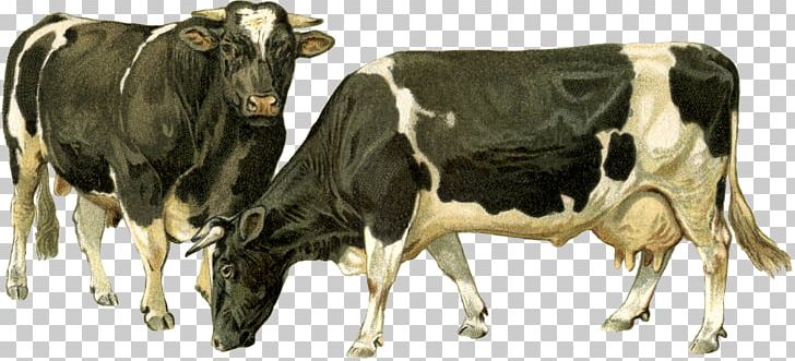 Dairy Cattle Ox Goat Bull PNG, Clipart, Animals, Bull, Cattle, Cattle Like Mammal, Cow Free PNG Download