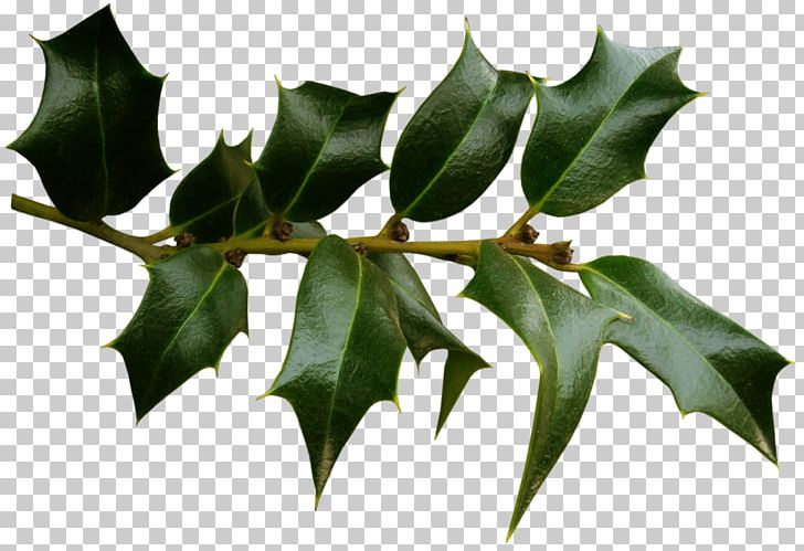 Holly Raster Graphics PNG, Clipart, Aquifoliaceae, Branch, Computer, Depositfiles, Digital Image Free PNG Download
