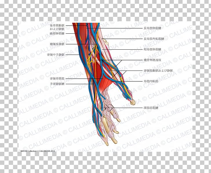 Thumb Nerve Blood Vessel Muscle Hand PNG, Clipart, Angle, Arm, Blood Vessel, Circulatory System, Diagram Free PNG Download