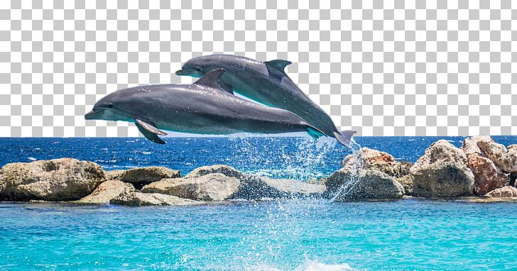 Dolphin Shutter Speed Pixabay PNG, Clipart, Animals, Blue, Cartoon Dolphin, Cetacea, Cute Dolphin Free PNG Download