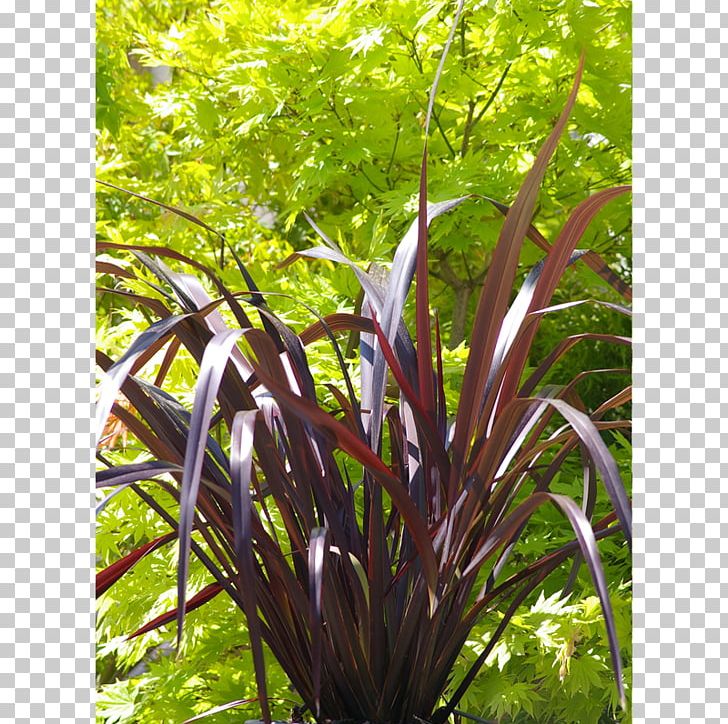 Phormium Tenax Flax In New Zealand Phormium Colensoi Plant PNG, Clipart, Adder, Blackadder, Black Beauty, California Lilacs, Color Free PNG Download