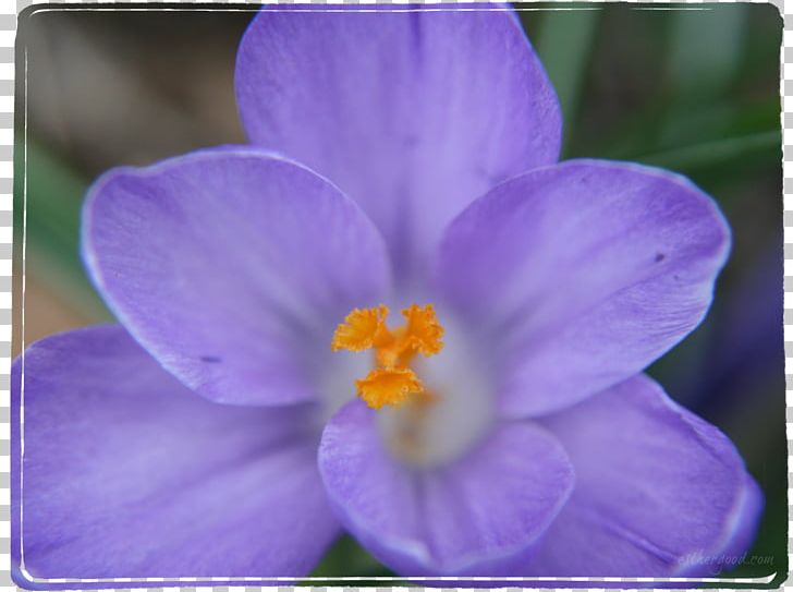 Violet Purple Lilac Lavender Crocus PNG, Clipart, Crocus, Family, Flower, Flowering Plant, Herbaceous Plant Free PNG Download