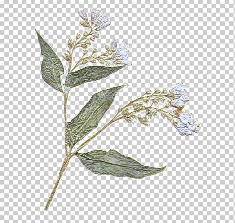 Flower Plant Leaf Buddleia PNG, Clipart, Buddleia, Flower, Leaf, Plant Free PNG Download