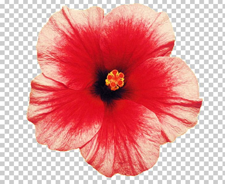 Hawaii Shoeblackplant Flower Petal Transvaal Daisy PNG, Clipart, Annual Plant, China Rose, Chinese Hibiscus, Common Daisy, Flower Free PNG Download