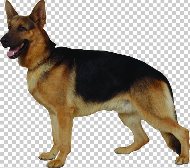 German Shepherd Herding Dog Cat Beauceron PNG, Clipart, Animal, Animals, Border Collie, Breed, Carnivoran Free PNG Download