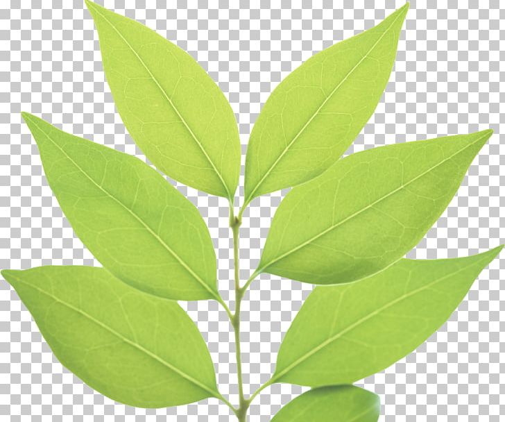 Green Leaf PNG, Clipart, Color, Free, Green, Green Leaf, Green Leaf Png Free PNG Download