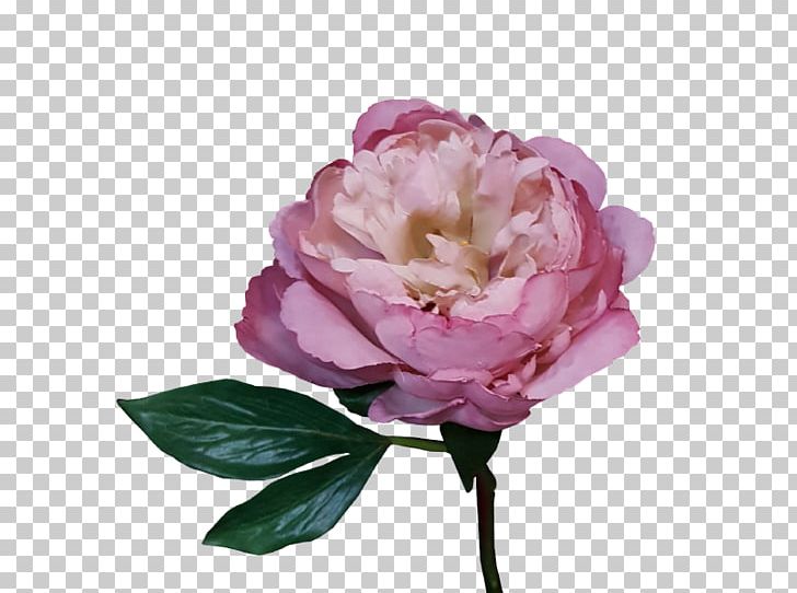 Peony Garden Roses Centifolia Roses Cut Flowers Floribunda PNG, Clipart, Artificial Flower, Centifolia Roses, Cut Flowers, Floribunda, Flower Free PNG Download