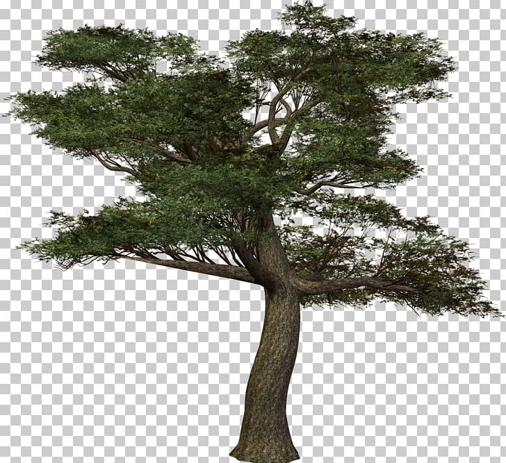 Treelet .de PNG, Clipart, Bonsai, Branch, Computer Software, Dia, Evergreen Free PNG Download