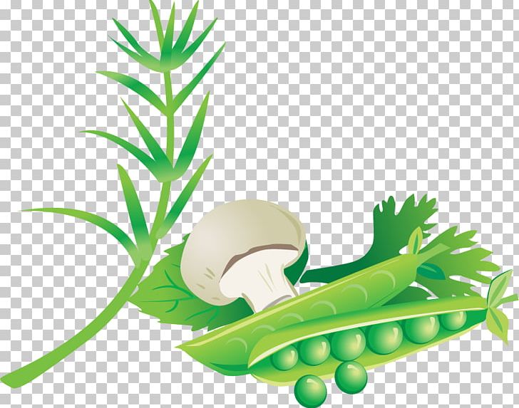 Drawing Common Bean Plant PNG, Clipart, Bean, Creative Mushrooms, Encapsulated Postscript, Food, Grass Free PNG Download
