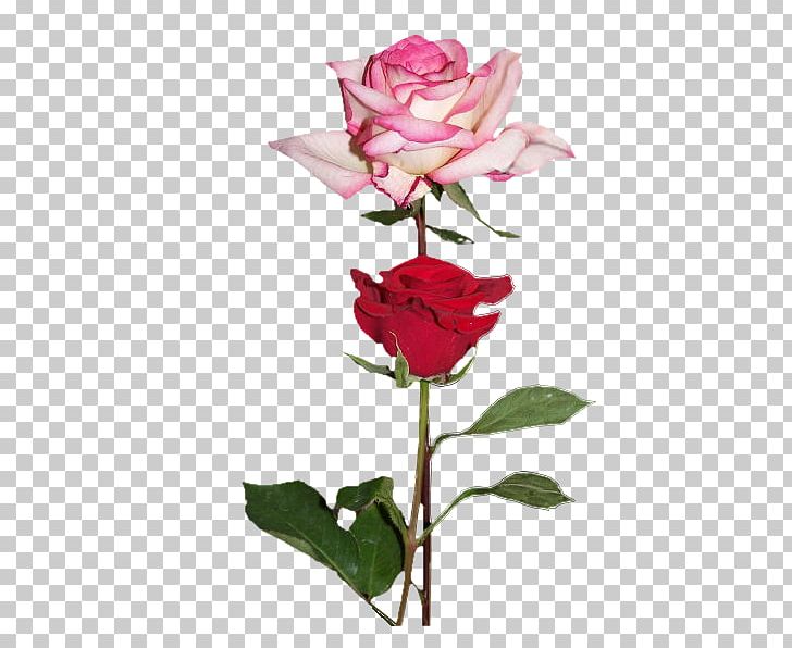 Garden Roses Love Flower Centifolia Roses Floribunda PNG, Clipart, China Rose, Cicekler, Cut Flowers, Dort, Flora Free PNG Download
