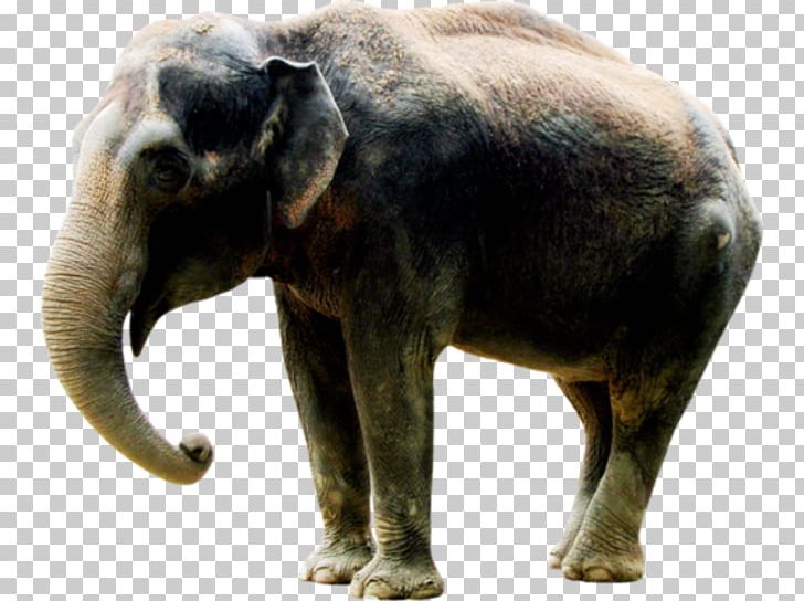 Indian Elephant African Elephant Elephantidae Tusk PNG, Clipart, African Elephant, Animal, Dog, Drawing, Elephant Free PNG Download