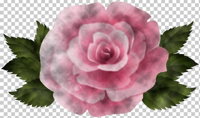 Garden Roses PNG, Clipart, Annual Plant, Begonia, Camellia, Cut Flowers, Flower Free PNG Download