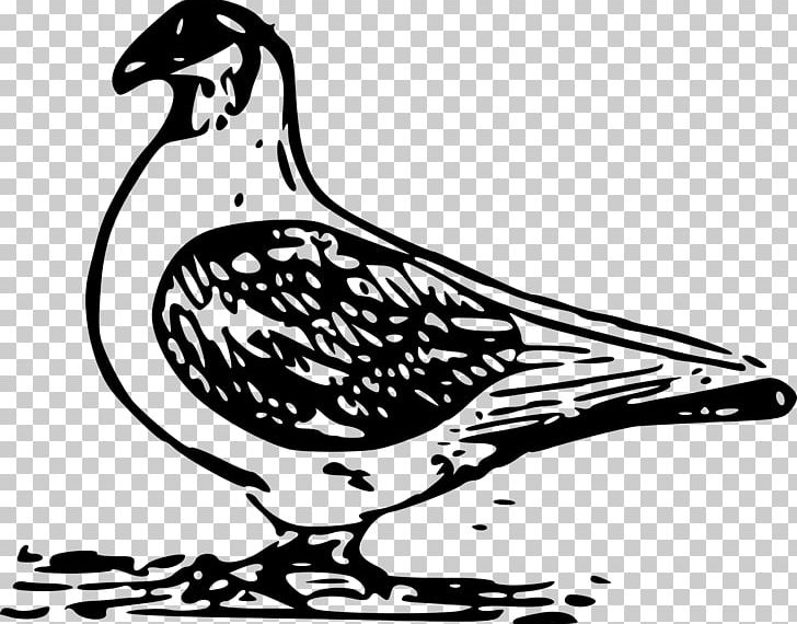 Columbidae Bird Domestic Pigeon PNG, Clipart, Animals, Art, Artwork, Beak, Bird Free PNG Download