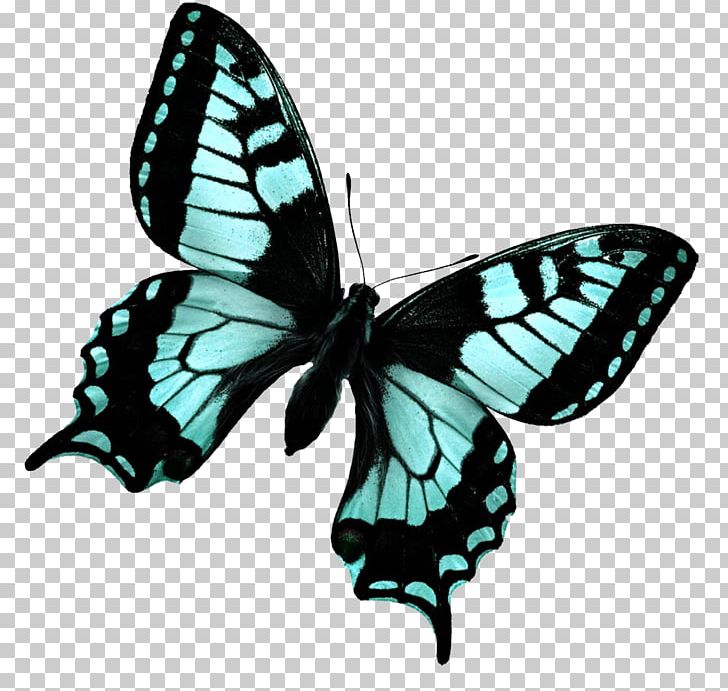 Essential Oil DoTerra Depression Anxiety Young Living PNG, Clipart, Anxiety, Aromatherapy, Arthropod, Brush Footed Butterfly, Butterfly Free PNG Download
