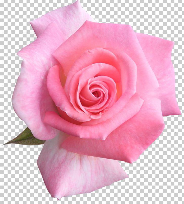 Garden Roses Flower PNG, Clipart, China Rose, Clip Art, Closeup, Color, Cut Flowers Free PNG Download