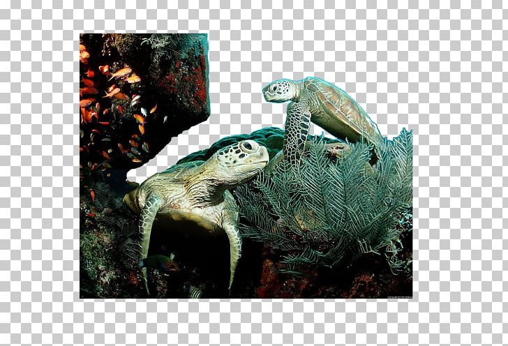 Green Sea Turtle Leatherback Sea Turtle Loggerhead Sea Turtle PNG, Clipart, Animal, Animals, Desktop Wallpaper, Emy, Endangered Species Free PNG Download