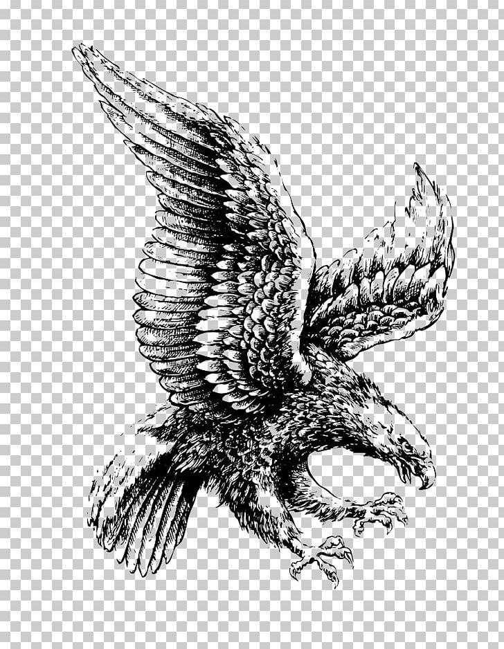 Bald Eagle Drawing Illustration PNG, Clipart, Animal, Animals, Art, Beak, Bird Free PNG Download