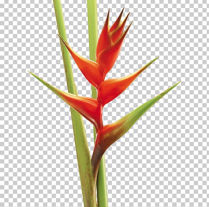 Colombia Lobster-claws Cut Flowers Plant PNG, Clipart, Bird Of Paradise Flower, Bud, Colombia, Cut Flowers, Flower Free PNG Download