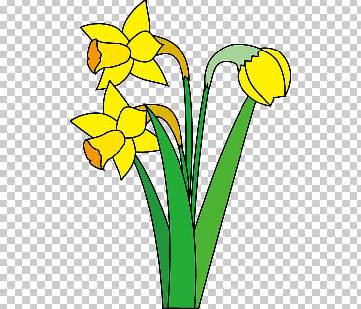 Daffodil Illustrator PNG, Clipart, Artwork, Black And White, Cut Flowers, Cyclamen Persicum, Daffodil Free PNG Download