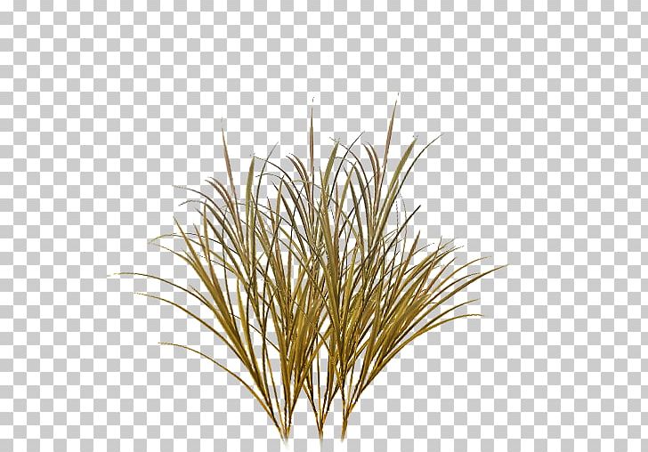 Texture Mapping Lawn Desktop PNG, Clipart, Branch, Chrysopogon Zizanioides, Commodity, Desktop Wallpaper, Grass Free PNG Download