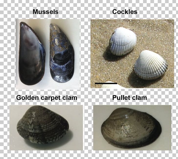 Cockle Product Design Conchology PNG, Clipart, Art, Clam, Clams Oysters Mussels And Scallops, Cockle, Conchology Free PNG Download