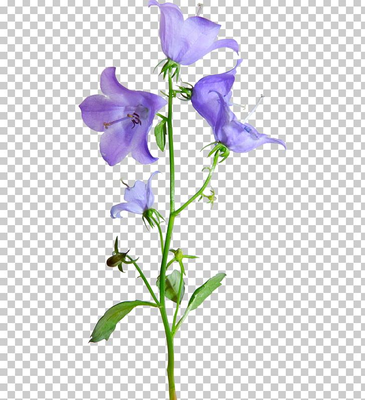 Harebell Flower LiveInternet PNG, Clipart, Bellflower, Bellflower Family, Blossom, Clip Art, Flora Free PNG Download