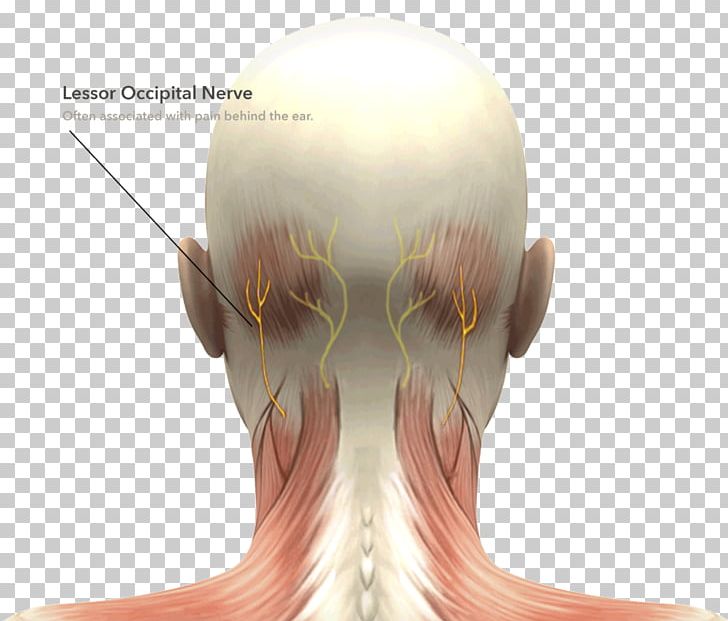 Head And Neck Anatomy Human Head Human Body PNG, Clipart, Anatomy, Axial Skeleton, Ear, Face, Figurine Free PNG Download