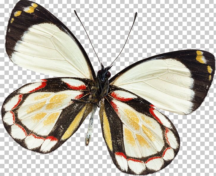 Butterfly Insect Curetis Bulis Illustration Delias Pasithoe PNG, Clipart, Appias Lyncida, Arthropod, Brush Footed Butterfly, Butterfly, Delias Pasithoe Free PNG Download