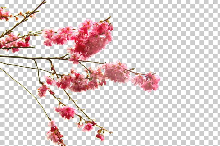 Cherry Blossom Flower Branch PNG, Clipart, Blossom, Branch, Cherry, Cherry Blossom, Drawing Free PNG Download
