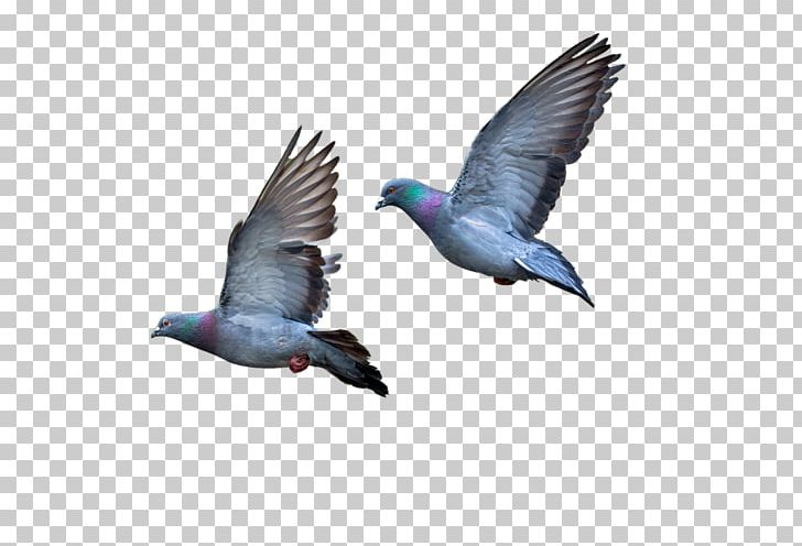 Columbidae Bird PNG, Clipart, Animals, Beak, Bird, Data Compression, Dove Free PNG Download