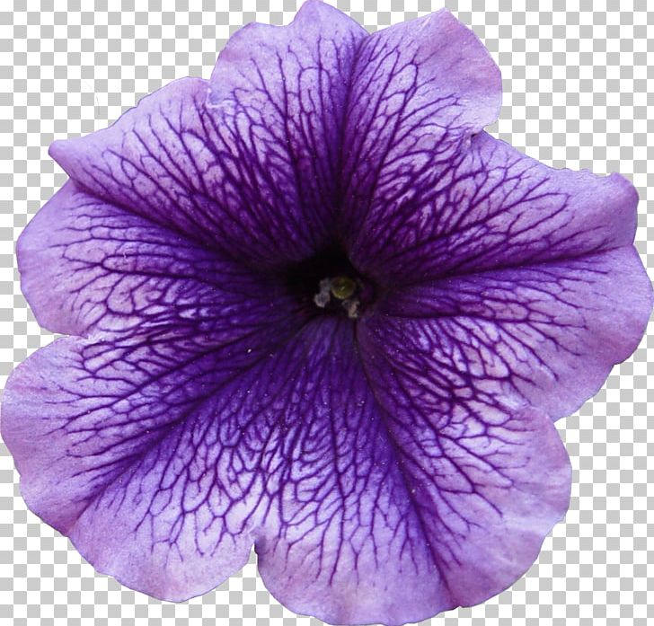 Flower Petal Violet Purple PNG, Clipart, Annual Plant, Flower, Geraniales, Herbaceous Plant, Lilac Free PNG Download