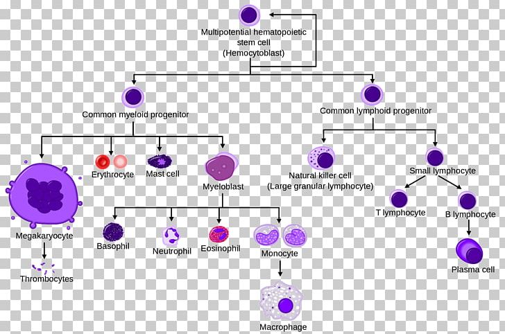 Hematopoietic Stem Cell Blood Cell Haematopoiesis PNG, Clipart, Angle, Area, Blood, Blood Cell, Bone Free PNG Download