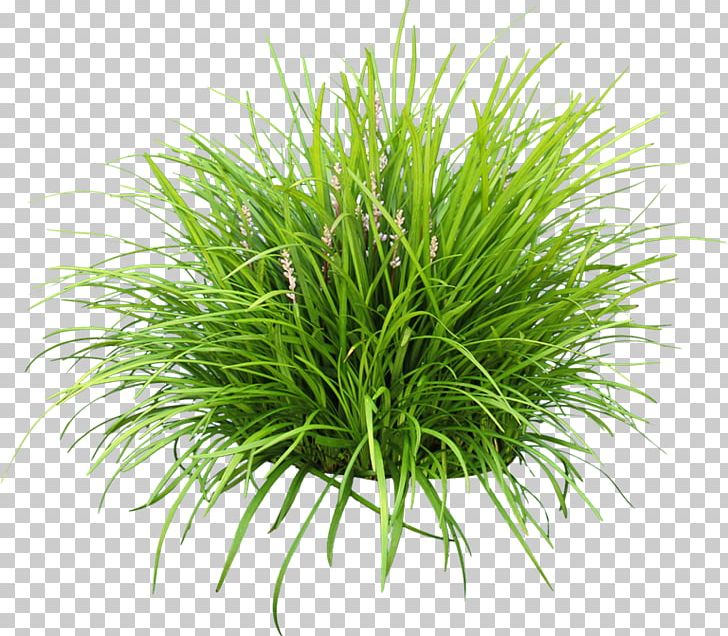 Lily Turf Groundcover Garden Liriope Spicata Grape Hyacinth PNG, Clipart, Chrysopogon Zizanioides, Commodity, Dill, Dill Sauce, Evergreen Free PNG Download
