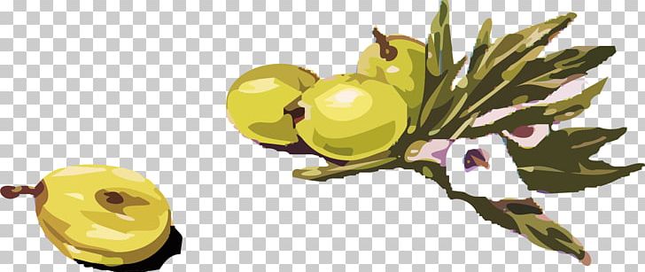 Olive Branch Olive Oil PNG, Clipart, Blog, Branch, Download, Drawing, Flowering Plant Free PNG Download