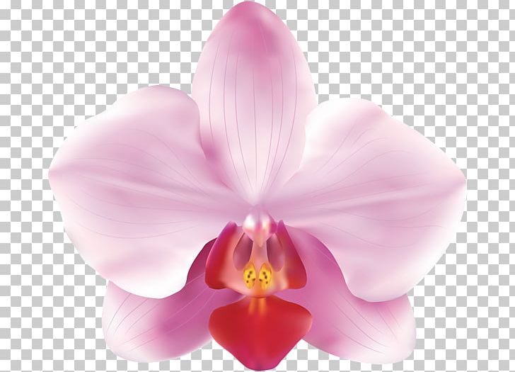 Orchids Flower PNG, Clipart, Cattleya, Closeup, Computer Icons, Desktop Wallpaper, Drawing Free PNG Download