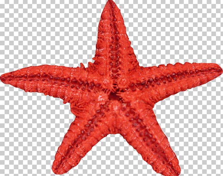 Starfish Portable Network Graphics Echinoderm PNG, Clipart, Animals, Computer Icons, Download, Echinoderm, Invertebrate Free PNG Download
