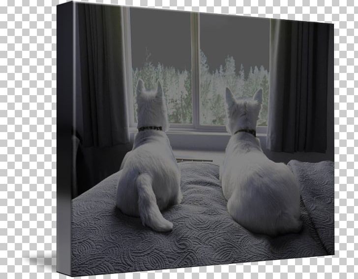 Whiskers Kitten Gallery Wrap Canvas Photography PNG, Clipart, Angle, Animals, Art, Black And White, Canvas Free PNG Download