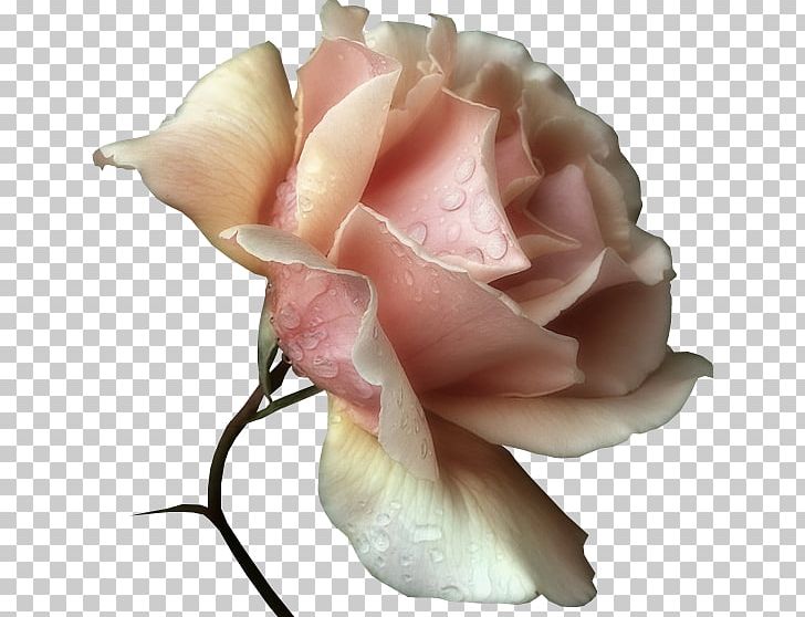 Garden Roses Cabbage Rose Floribunda Forum Cut Flowers PNG, Clipart, Charter, Cicek Resimleri, Closeup, Cut Flowers, Dog Free PNG Download