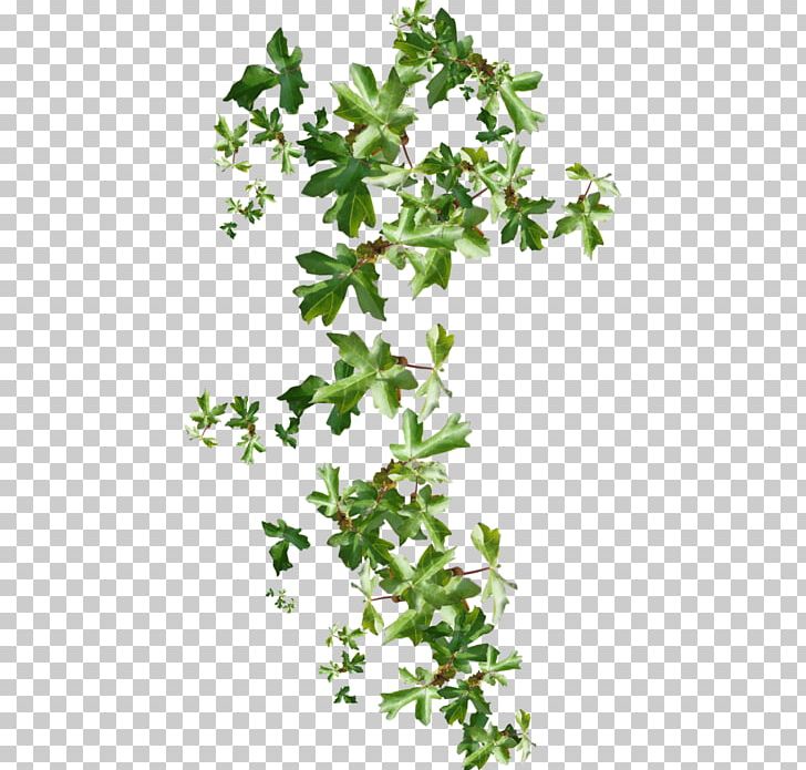 flower ivy png