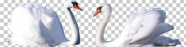 Swan PNG, Clipart, Swan Free PNG Download