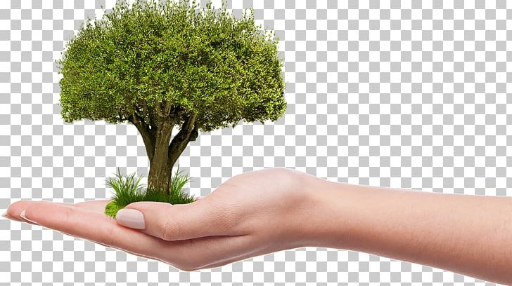 Tree On Hand PNG, Clipart, Nature, Trees Free PNG Download