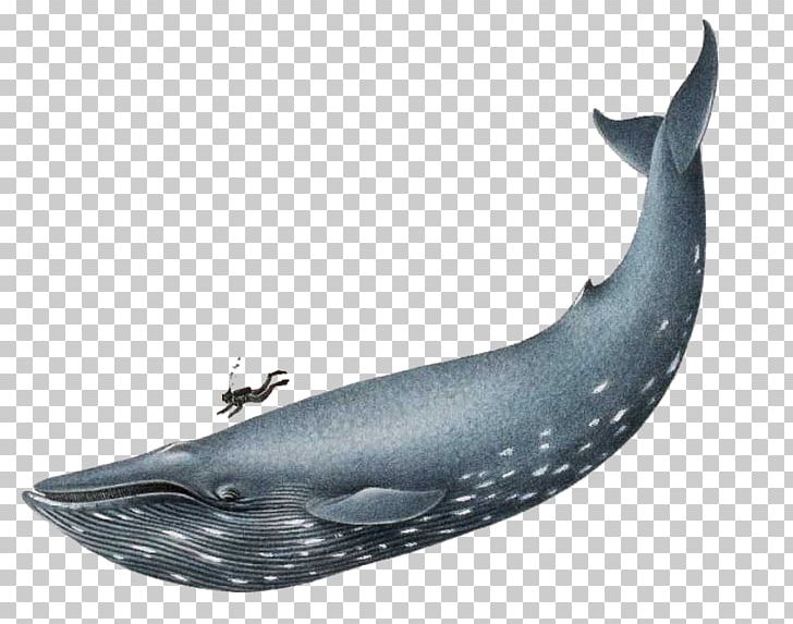 Blue Whale Sea PNG, Clipart, Animals, Blue Whale, Bowhead Whale, Cetacea, Clip Art Free PNG Download