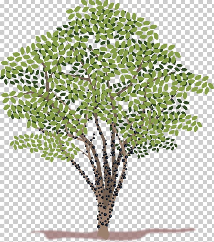 Jabuticaba Tree PNG, Clipart, Branch, Computer Icons, Download, Drawing, Flowerpot Free PNG Download