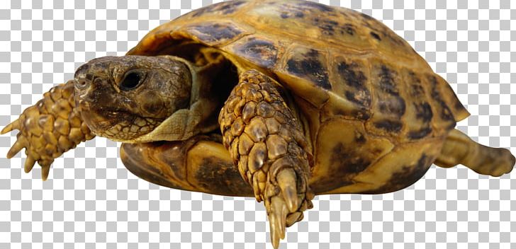 Sea Turtle Reptile Tortoise PNG, Clipart, Animal, Animals, Box Turtle, Chelydridae, Chinese Pond Turtle Free PNG Download