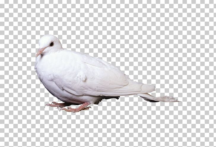 Stock Dove Domestic Pigeon Columbidae Bird Squab PNG, Clipart, Animals, Beak, Bird, Bird Control, Bird Control Spike Free PNG Download
